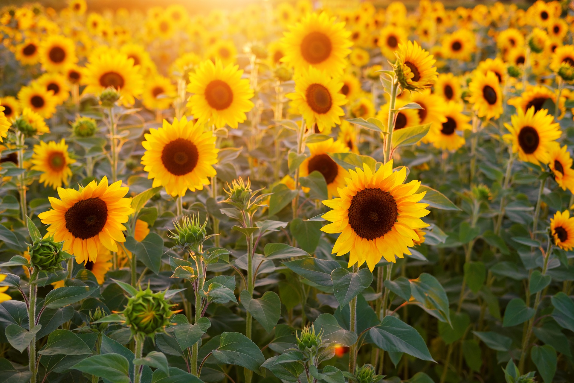 Golden Harvest Heats Up Edible Sunflower Oil Market